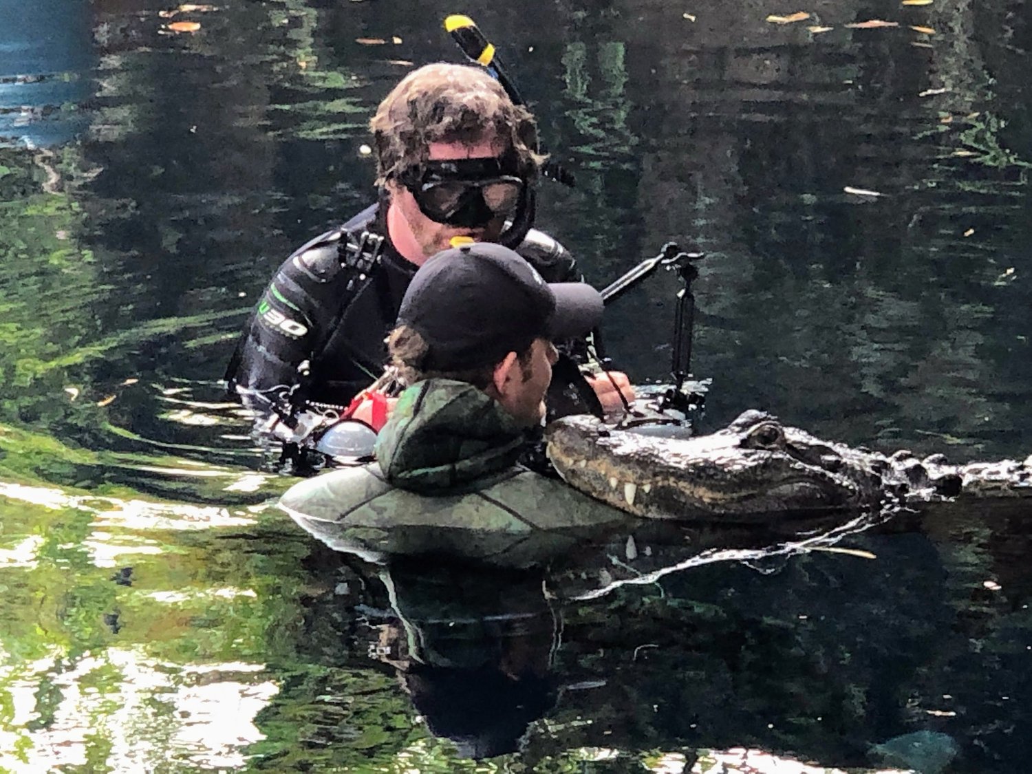 Martin in the water with an alligator during a supervised encounter
