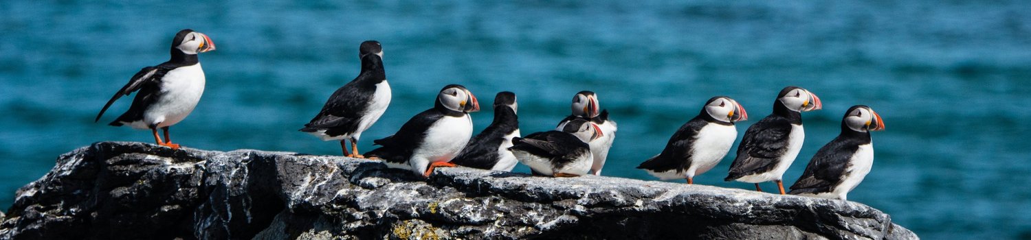 Seabirds on rocks in the Icelandic Westfjords