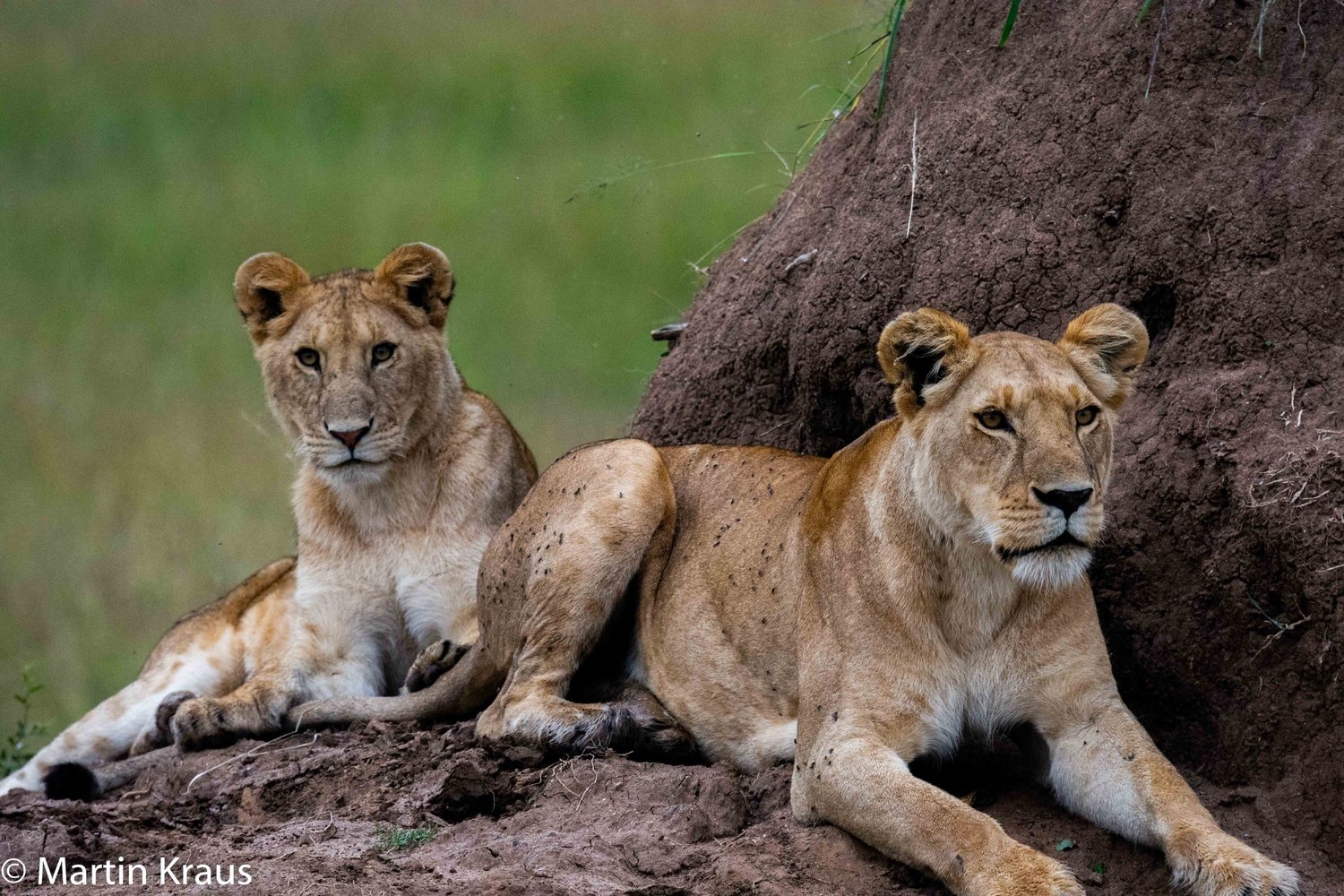 Two lionesses resting beside a rock in the Masai Mara