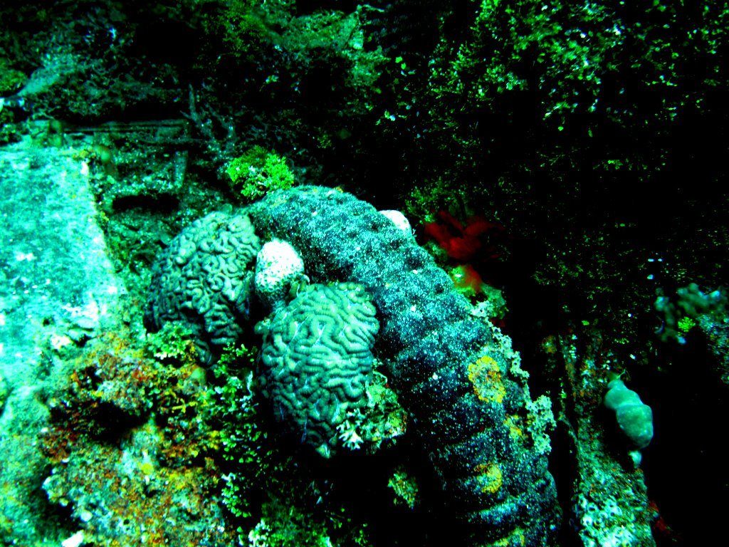 Wreck diving photograph 41