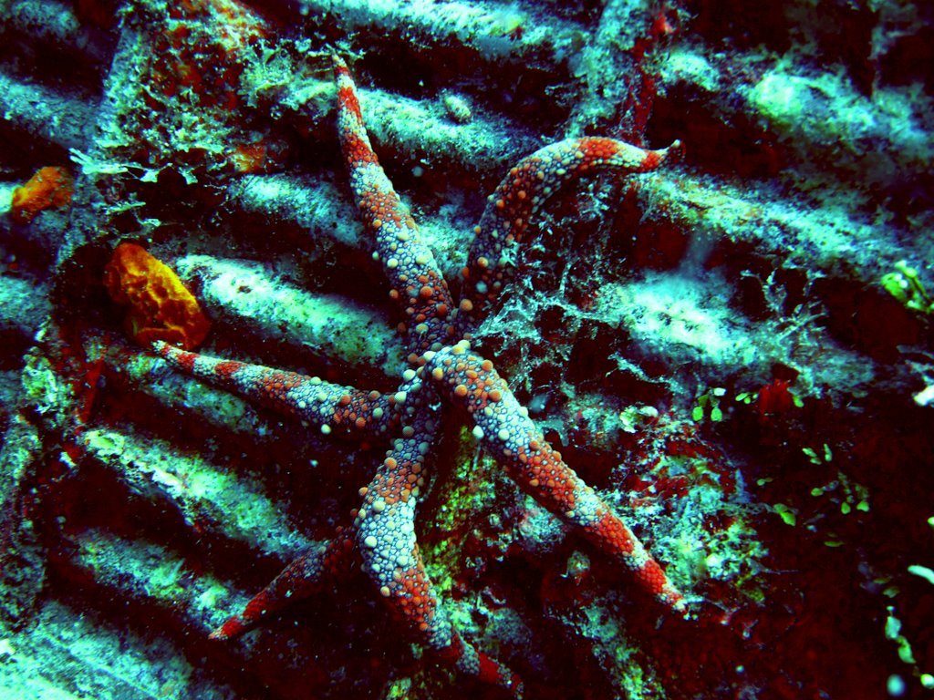 Wreck diving photograph 44