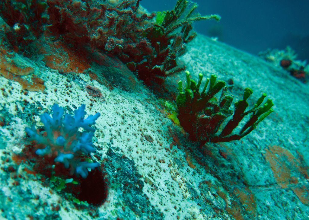 Wreck diving photograph 46