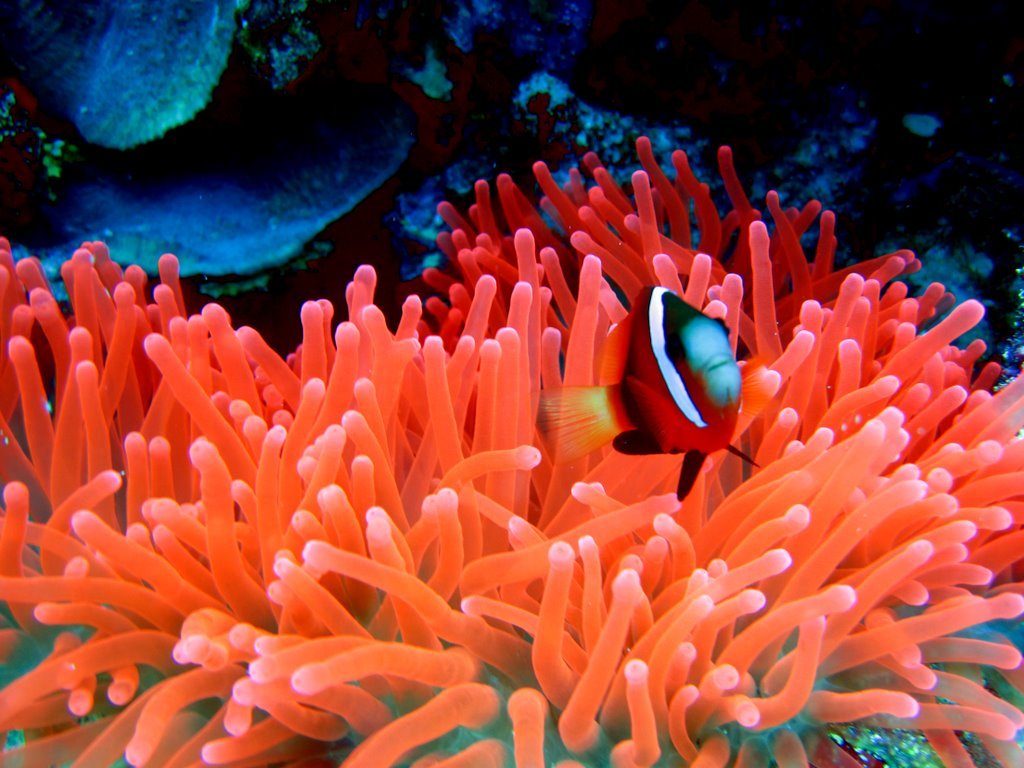 Wreck diving photograph 95