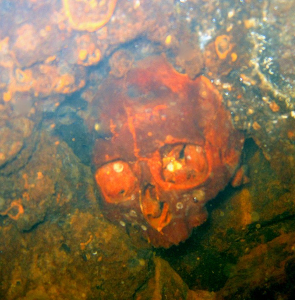 Wreck diving photograph 96