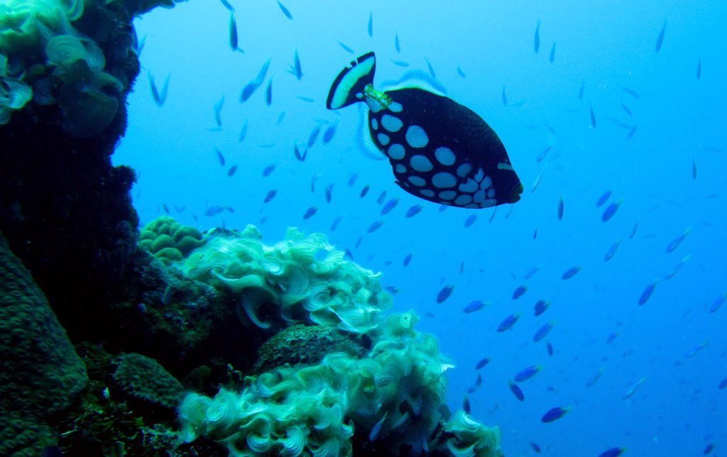 Wreck diving photograph 97